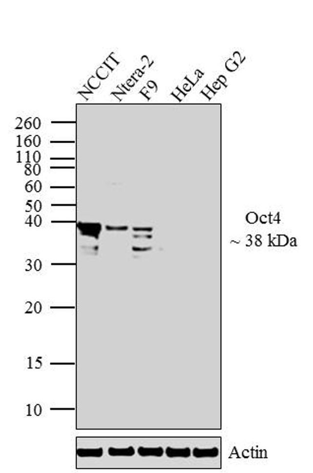 OCT4 Antibody