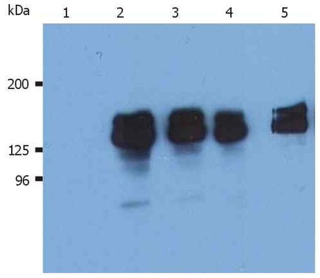 SHIP1 Antibody in Western Blot (WB)