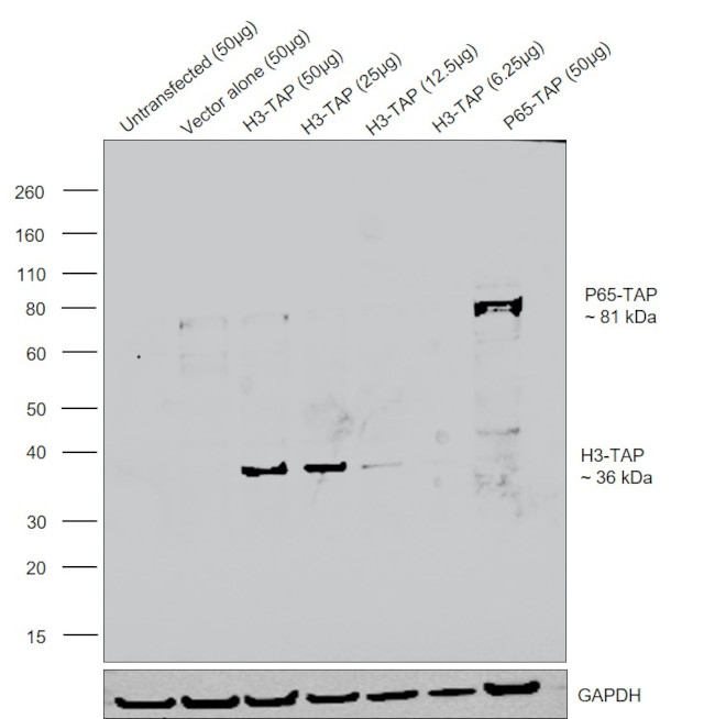 TAP Tag Antibody