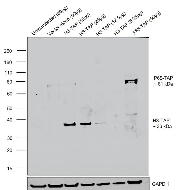 TAP Tag Antibody in Western Blot (WB)