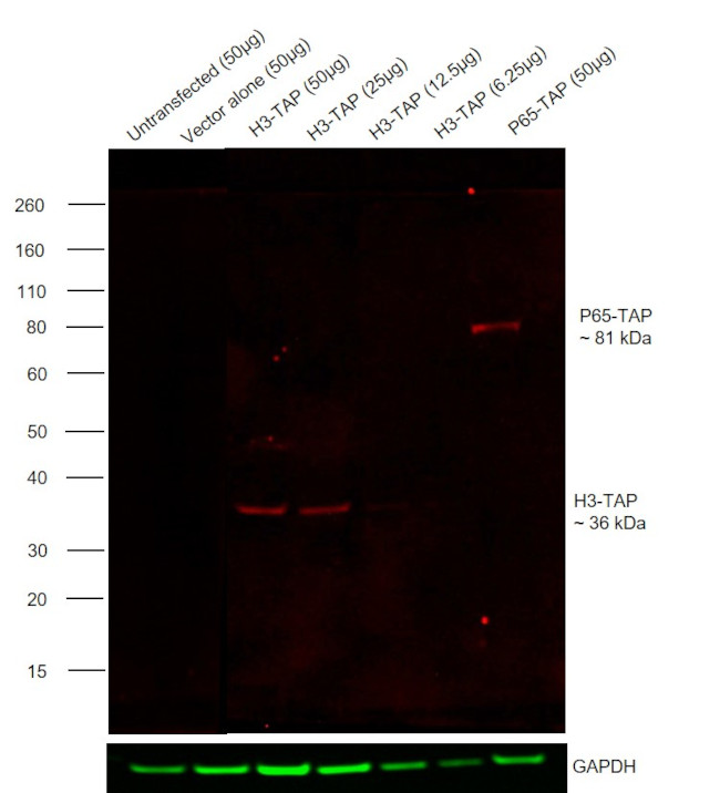 TAP Tag Antibody