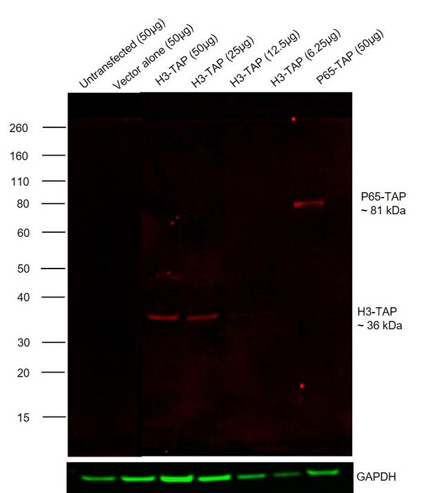 TAP Tag Antibody in Western Blot (WB)