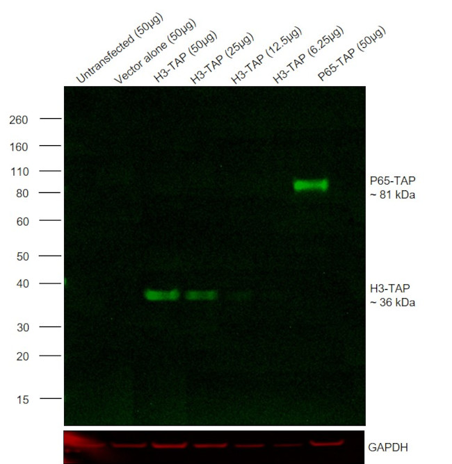 TAP Tag Antibody