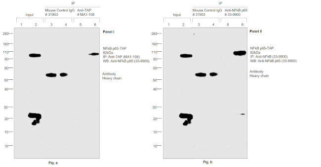 TAP Tag Antibody in Immunoprecipitation (IP)