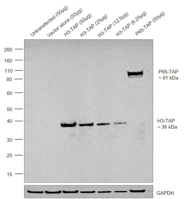 TAP Tag Antibody