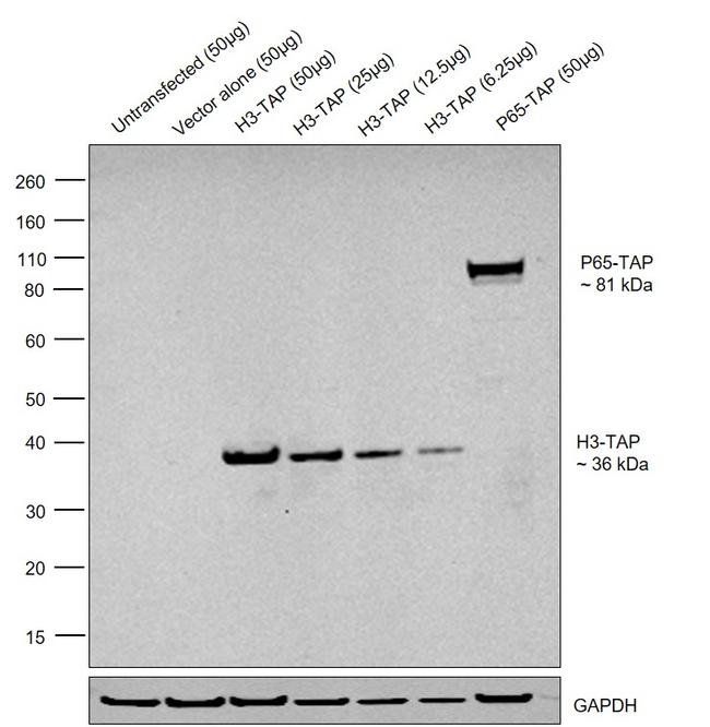 TAP Tag Antibody in Western Blot (WB)