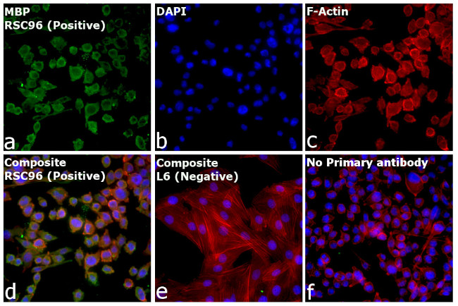 MBP Antibody in Immunocytochemistry (ICC/IF)