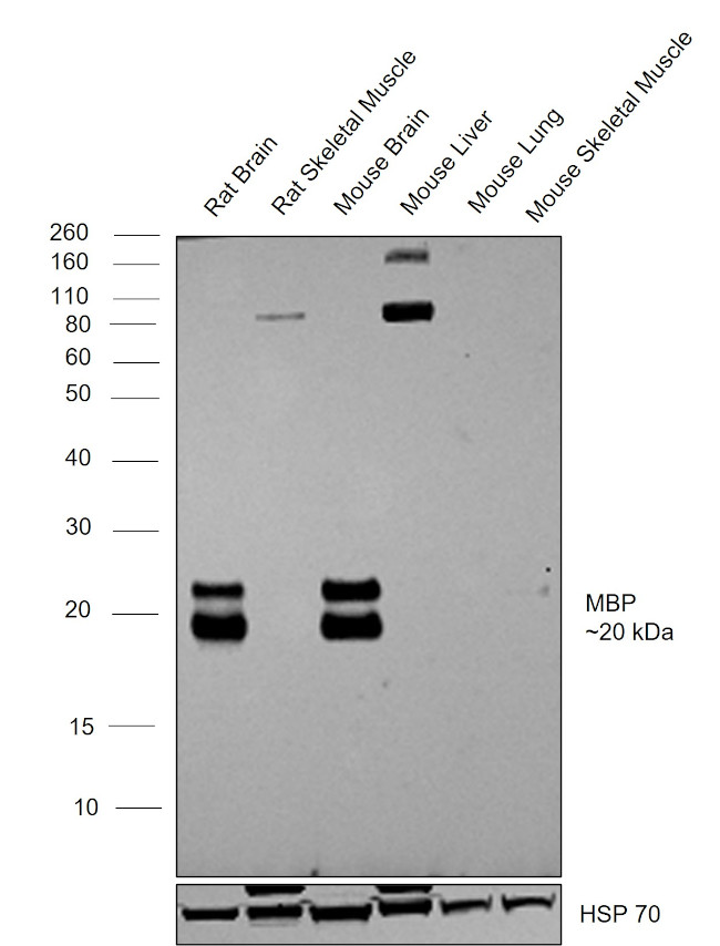 MBP Antibody