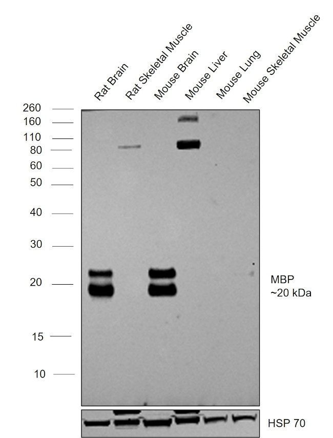 MBP Antibody in Western Blot (WB)