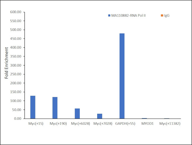 POLR2A Antibody in ChIP Assay (ChIP)