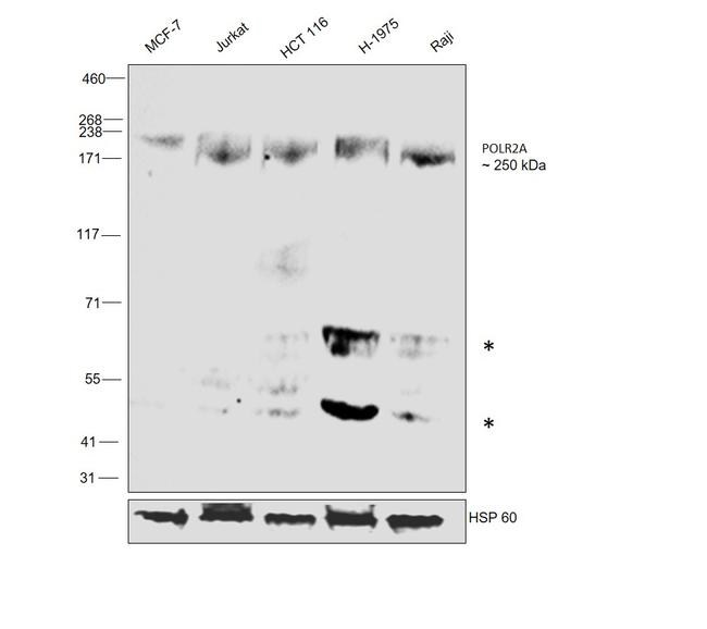 POLR2A Antibody in Western Blot (WB)