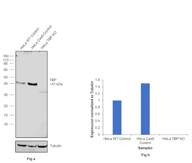 TBP Antibody in Western Blot (WB)