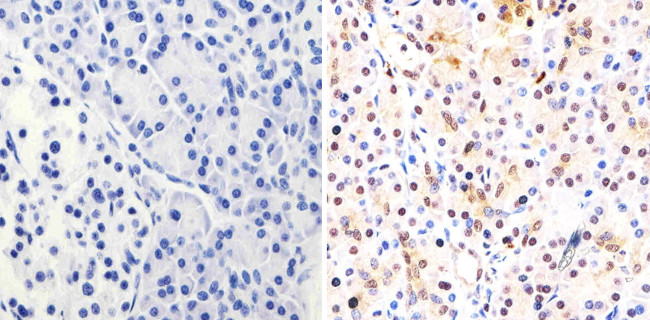 PAX6 Antibody in Immunohistochemistry (Paraffin) (IHC (P))