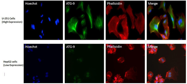 Nestin Antibody