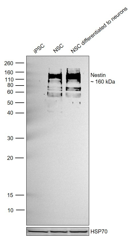 Nestin Antibody