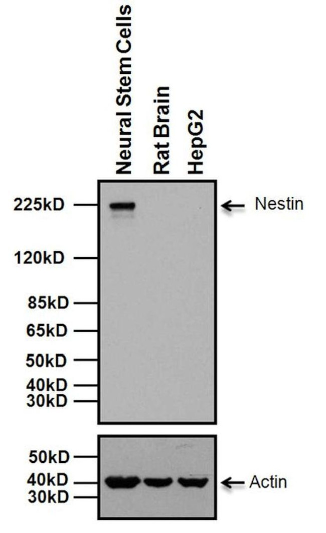 Nestin Antibody