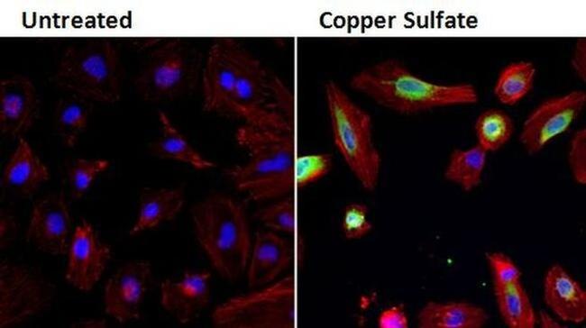 HMOX1 Antibody