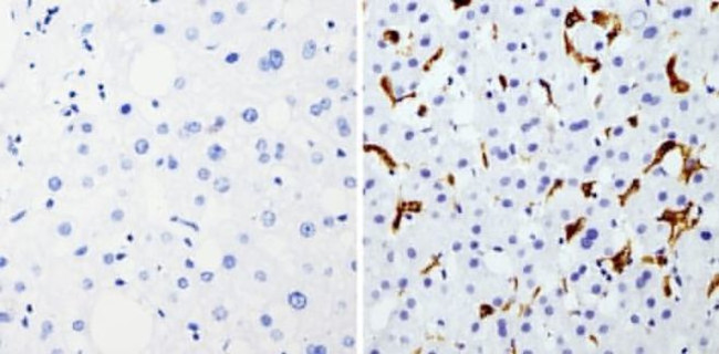 HMOX1 Antibody in Immunohistochemistry (Paraffin) (IHC (P))