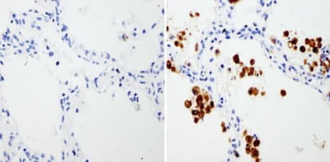 HMOX1 Antibody in Immunohistochemistry (Paraffin) (IHC (P))