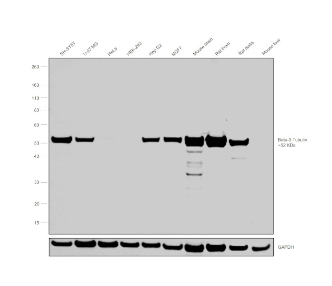 beta-3 Tubulin Antibody in Western Blot (WB)