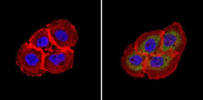 RhoA/RhoC Antibody in Immunocytochemistry (ICC/IF)