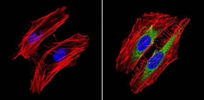 RhoA/RhoC Antibody in Immunocytochemistry (ICC/IF)