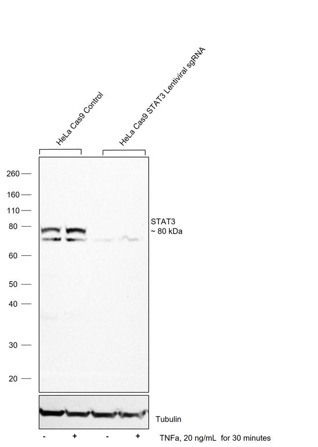 STAT3 Antibody in Western Blot (WB)