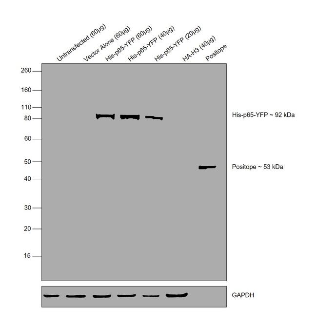 6x-His Tag Antibody in Western Blot (WB)