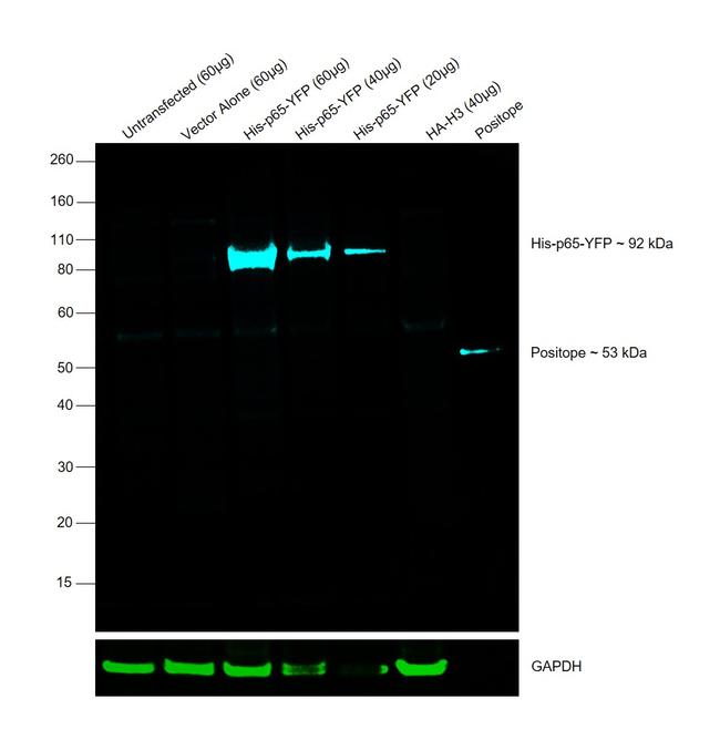 6x-His Tag Antibody in Western Blot (WB)