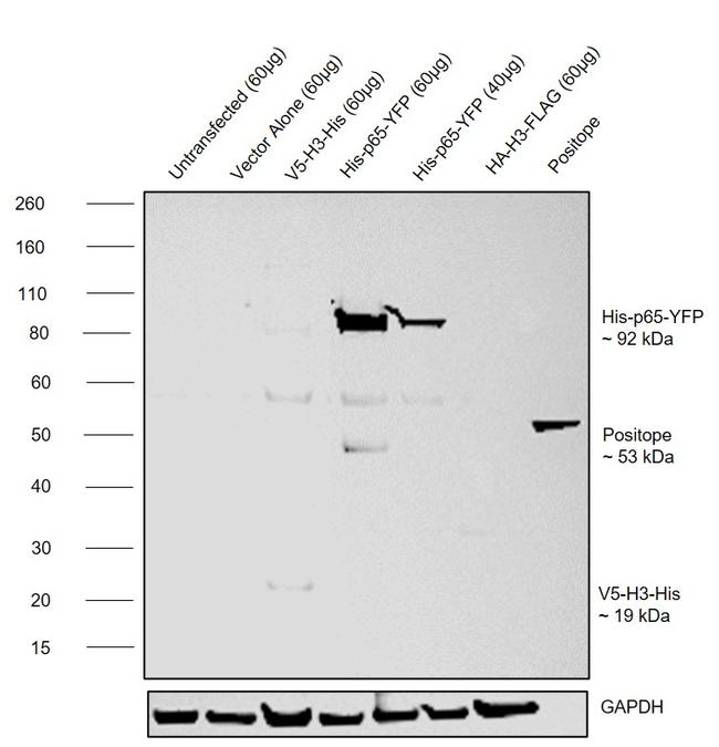 6x-His Tag Antibody in Western Blot (WB)