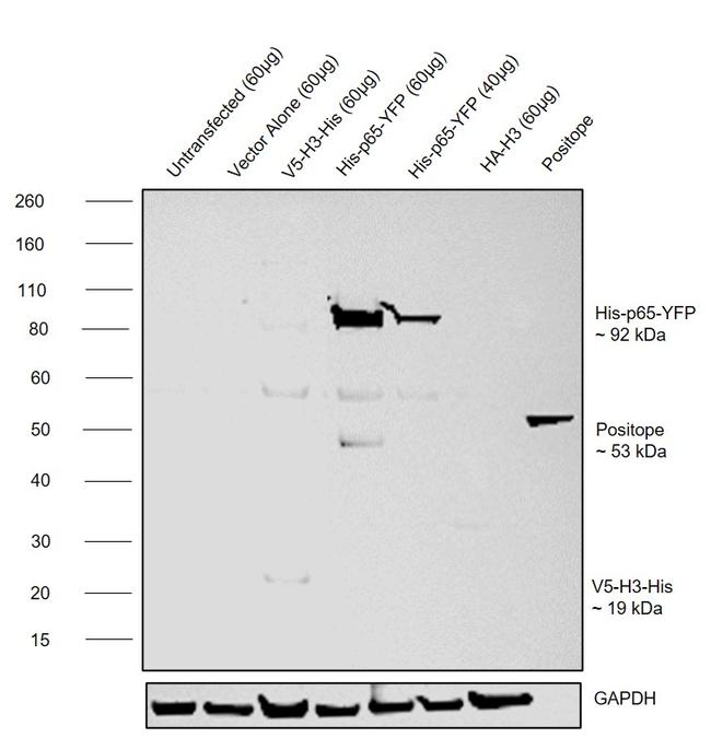 6x-His Tag Antibody in Western Blot (WB)