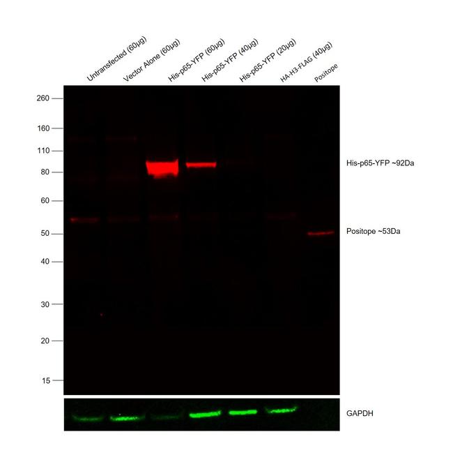 6x-His Tag Antibody in Western Blot (WB)