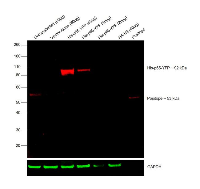 6x-His Tag Antibody in Western Blot (WB)