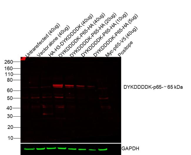 DYKDDDDK Tag Antibody in Western Blot (WB)