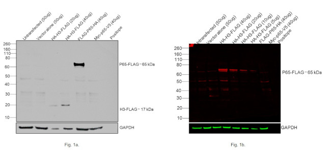 DYKDDDDK Tag Antibody