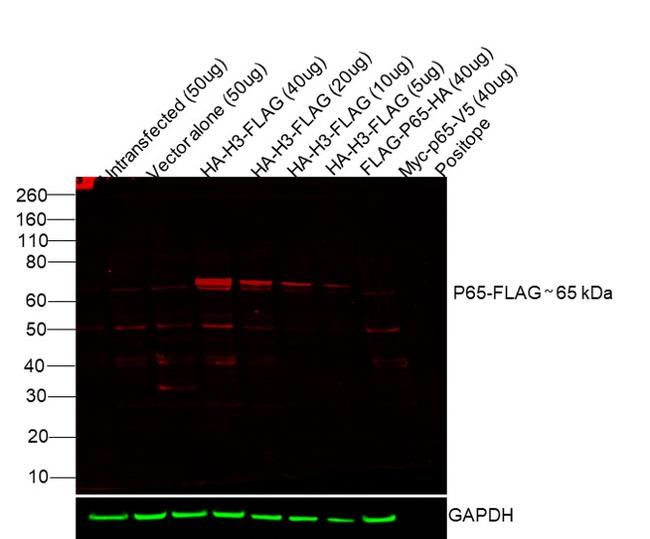 DYKDDDDK Tag Antibody in Western Blot (WB)