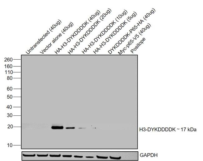 DYKDDDDK Tag Antibody in Western Blot (WB)