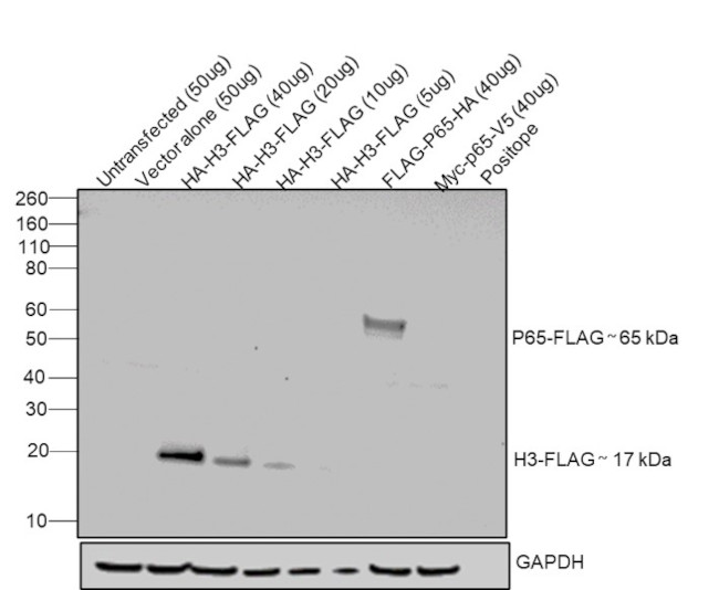 DYKDDDDK Tag Antibody