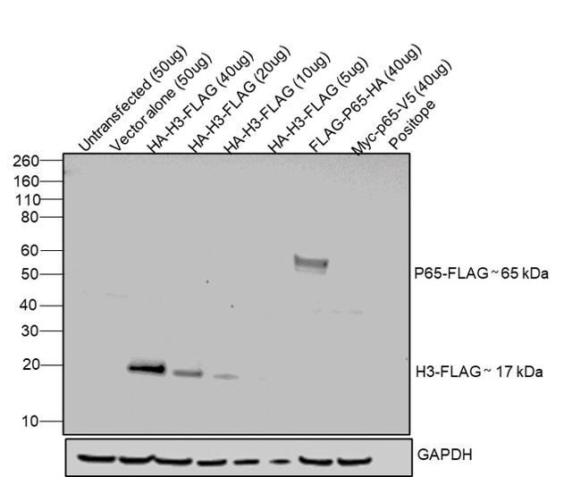 DYKDDDDK Tag Antibody in Western Blot (WB)