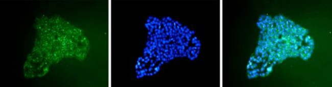 SSEA5 Antibody in Immunocytochemistry (ICC/IF)