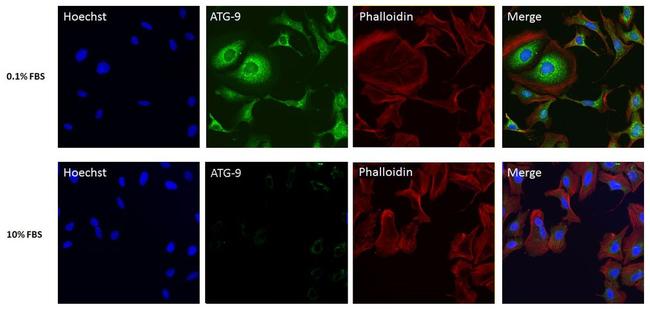 ATG9A Antibody