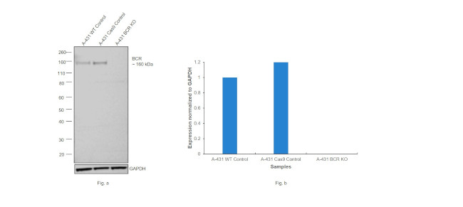 BCR-ABL Antibody