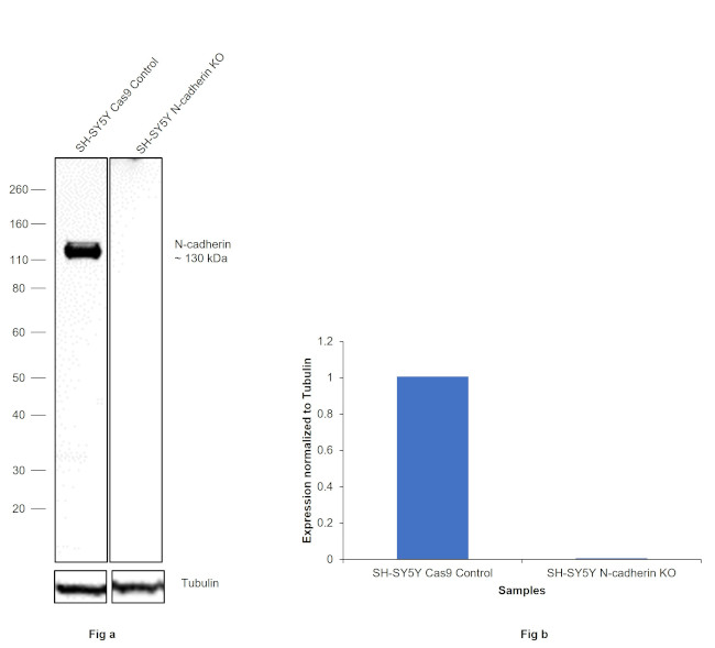 N-cadherin Antibody