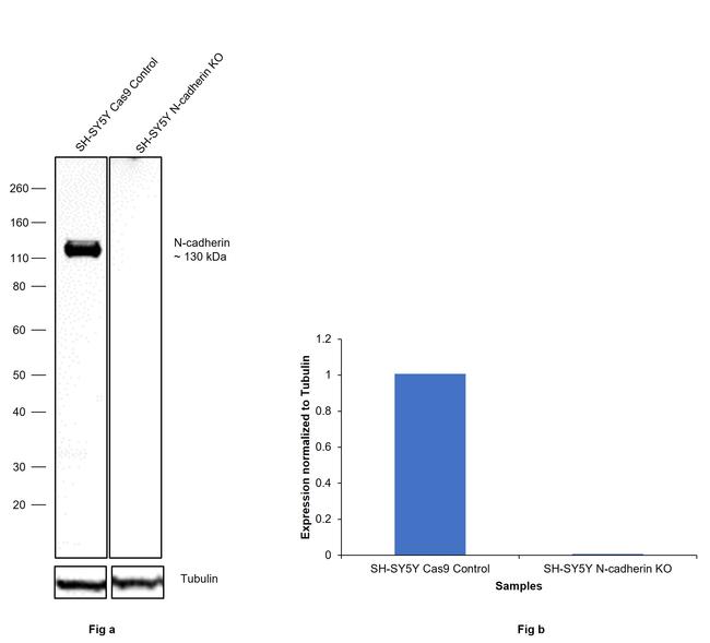 N-cadherin Antibody in Western Blot (WB)