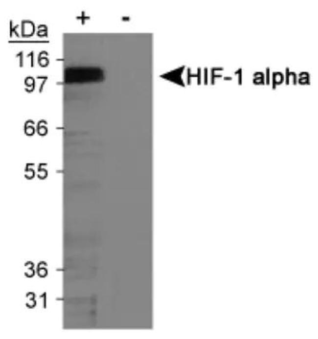 HIF1A Antibody in Western Blot (WB)