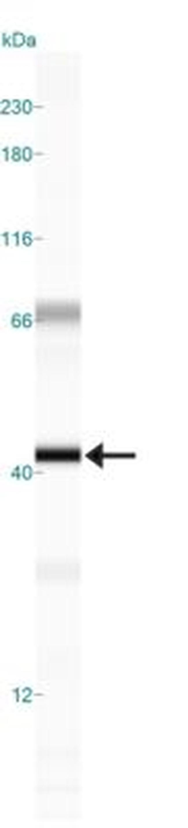 RAD51C Antibody in Western Blot (WB)