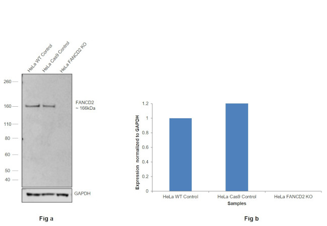 FANCD2 Antibody