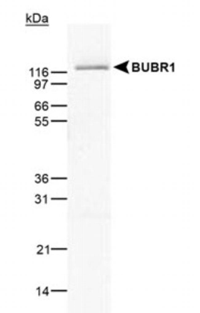 BUBR1 Antibody in Western Blot (WB)