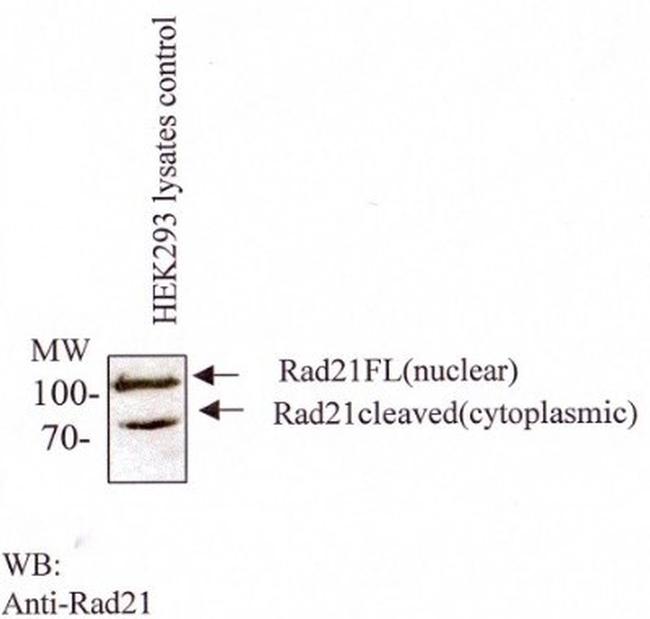 RAD21 Antibody in Western Blot (WB)