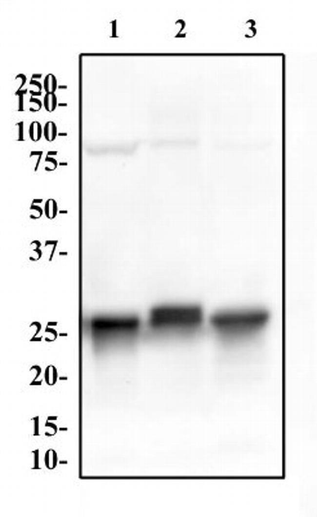 14-3-3 gamma Antibody in Western Blot (WB)